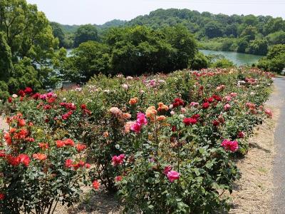 真弓池北隣のバラ園のバラ